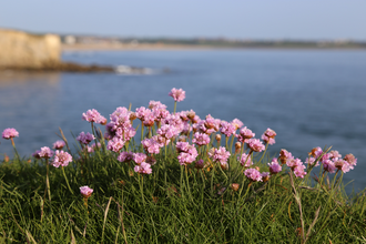 View of wildflowers on clip top with view over sea to rock faces