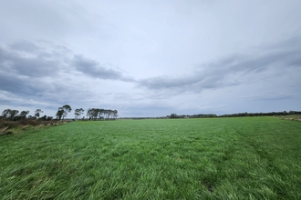 View over field with trees in background