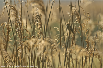 Sedge Warbler in reed bed.