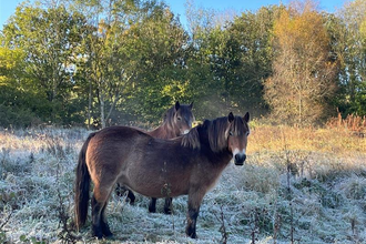 Two Exmoor ponies in a frosty field