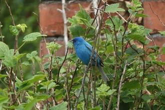 blue bird in  tree