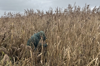 person in reeds