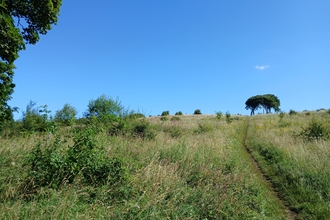 Meadow hill with trees in background