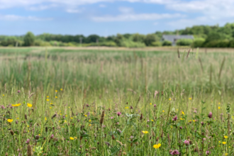 Rainton Meadows 