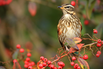 A redwing perched on a berry-laden branch