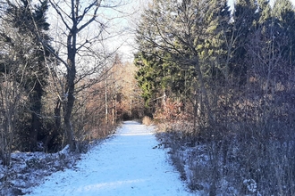 woodland footpath covered in snow