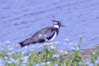 foliage in foreground with lapwing on water's edge behind it