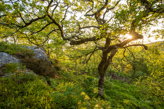 Moss covered tree in an area of rainforest