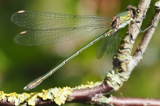 Willow emerald damselfly on branch