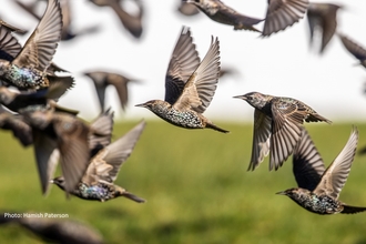 Starlings in flights