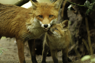 Fox and cub in the woods