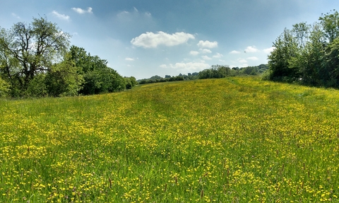 Cross Lane Meadows Nature Reserve