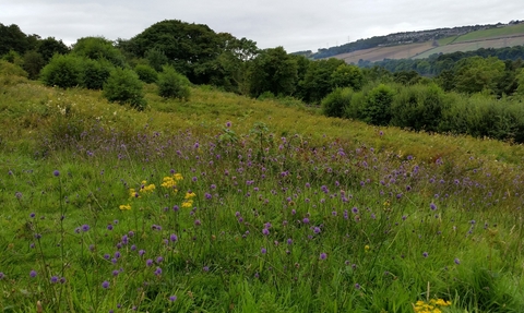 Westfield Pasture Nature Reserve