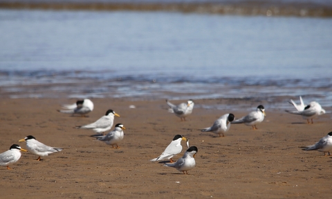 Little terns on the beach