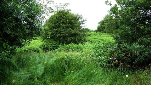 Addison & Hedgefield nature reserve