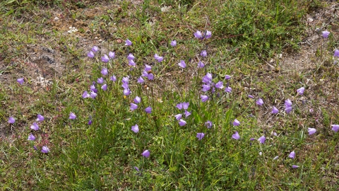 Trimdon Grange Nature Reserve