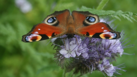 Peacock Butterfly on flower