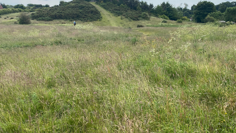 A view of Hill 60 Nature Reserve, looking across open grasslands towards a wooded hill