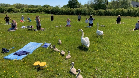Outdoor yoga at Rainton Meadows with swans waddling through group of people