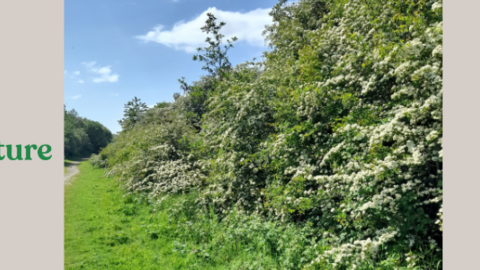 Links with Nature Success Railway event header showing hawthorn in bloom
