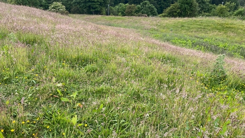 landscape photo of a meadow from Smith's Lea Nature Reserve