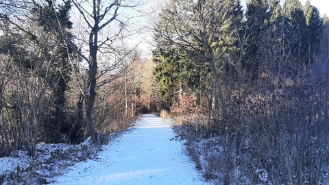 woodland footpath covered in snow