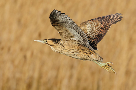 Low Barns Nature Reserve Bittern