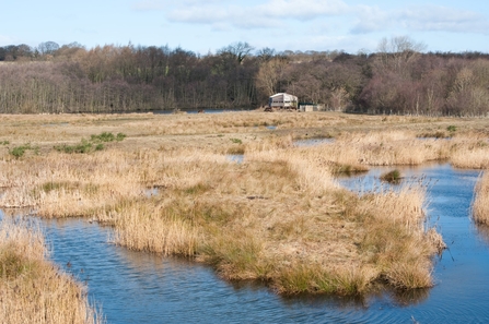 Low Barns Nature Reserve Bittern