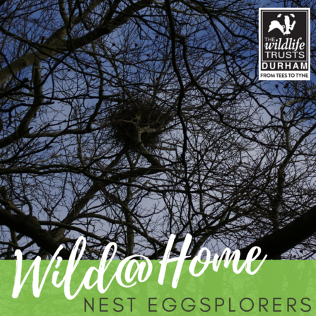 Wild at Home Nest Eggsplorers