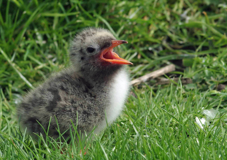 Arctic Tern