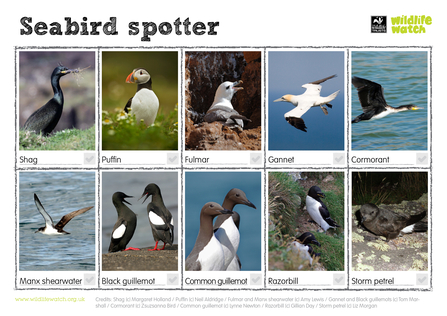 Seabirds spotter sheet