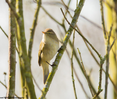 A chiff chaff resting on a branch