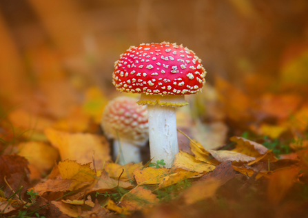 Fungi Fly agaric 