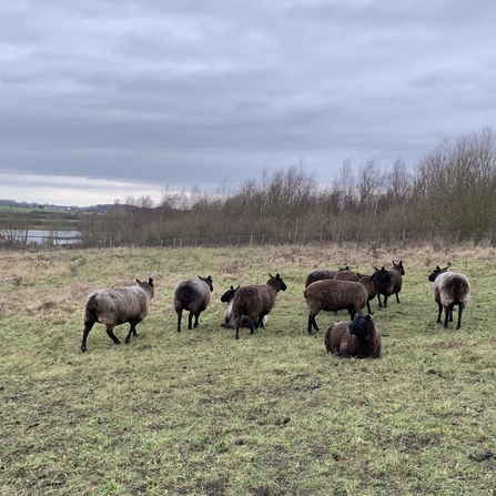 Sheep at Rainton Meadows