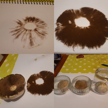 Fungi spore printing