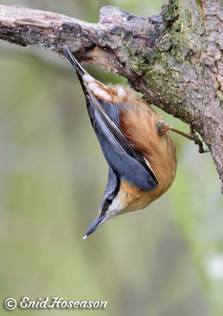 Nuthatch