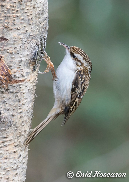 Treecreeper