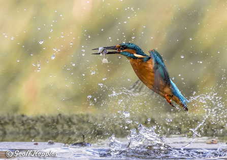 Kingfisher