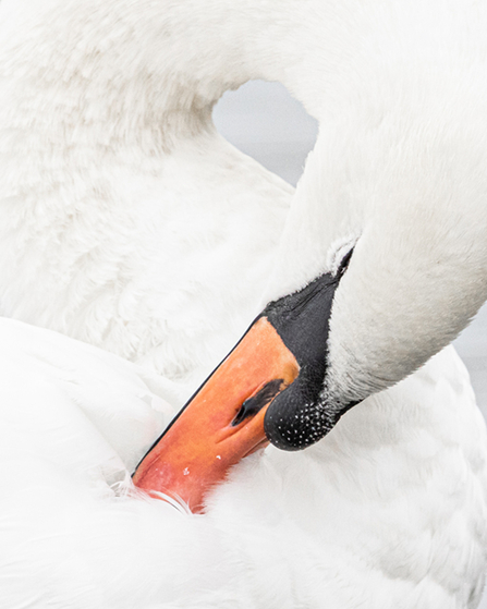 Mute Swan