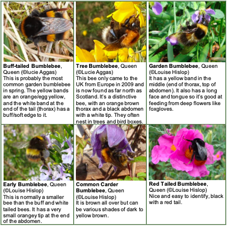 Bee ID sheet Wild at Home