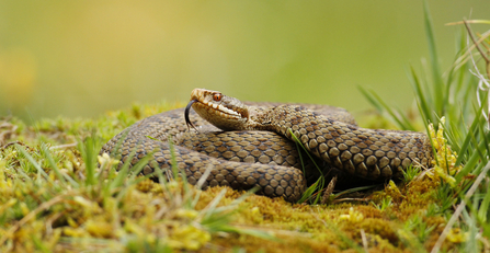 Adder