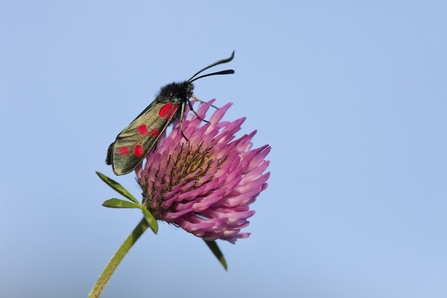 Six-spot Burnet moth on Red Clover