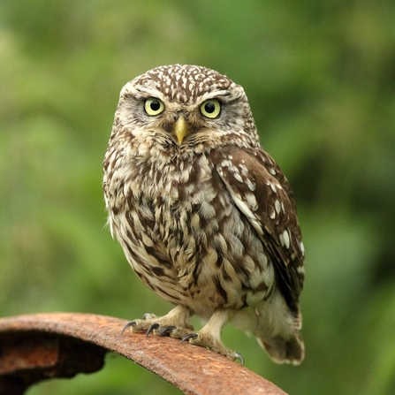 Little owl 