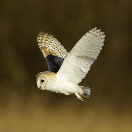 Barn owl