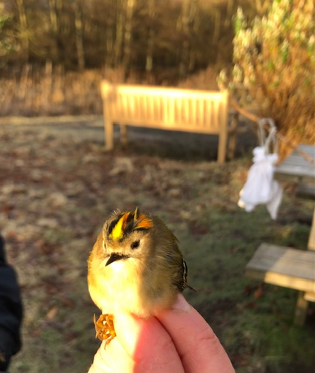 bird ringing goldcrest