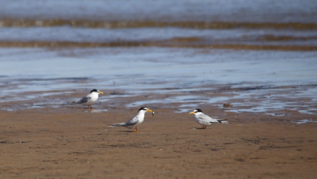 Little Terns in typical courtship pose