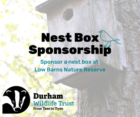 Nest Box Sponsorship 
