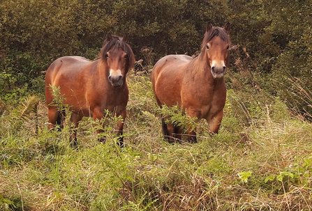Exmoor ponies grazing Malton