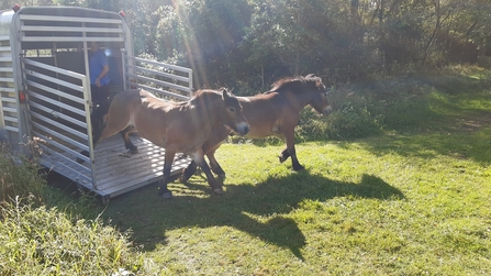 Two Exmoor ponies coming out of trailer
