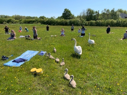 Swans interrupting Group yoga at Rainton Meadows